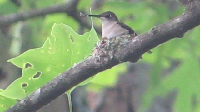 Colibri à gorge rubis - ML228576311