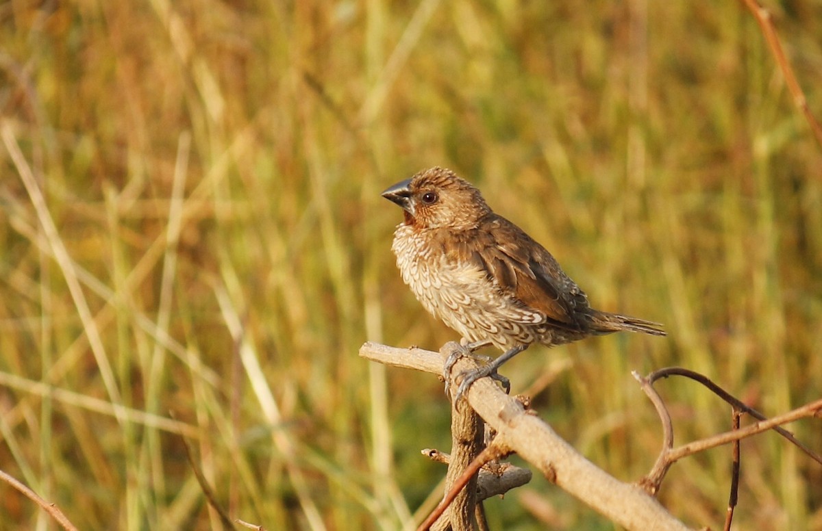 Scaly-breasted Munia - Stephan Lorenz