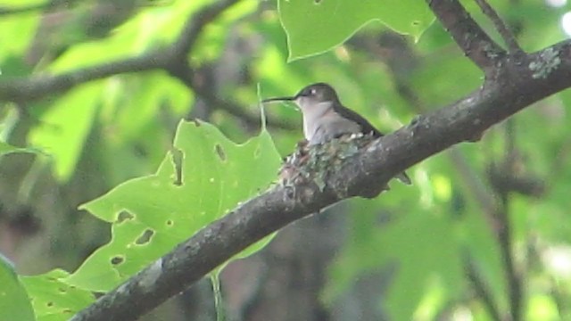 Colibri à gorge rubis - ML228576981