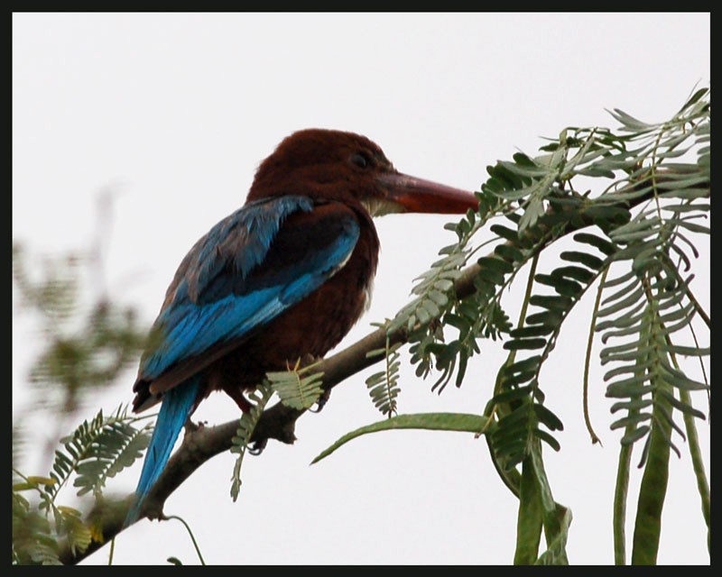 White-throated Kingfisher - Vinod Gupta