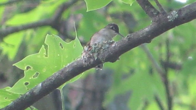 Ruby-throated Hummingbird - ML228577521