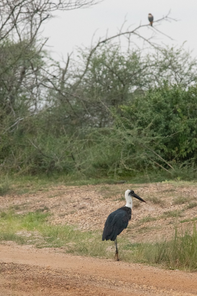 Afrika-Wollhalsstorch - ML228578031