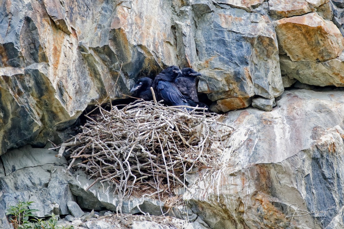 Common Raven - Amanda Subolefsky