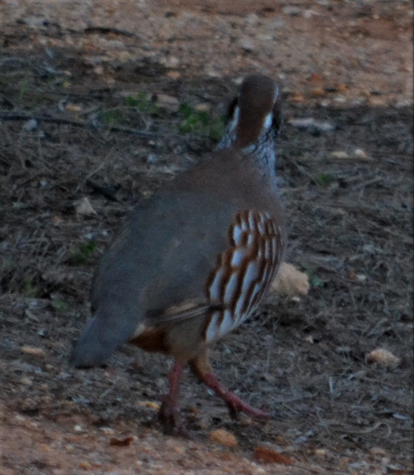 Red-legged Partridge - ML228578831