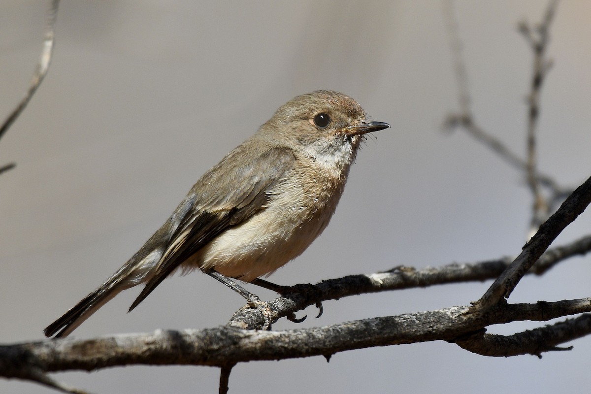 Red-capped Robin - ML228579251