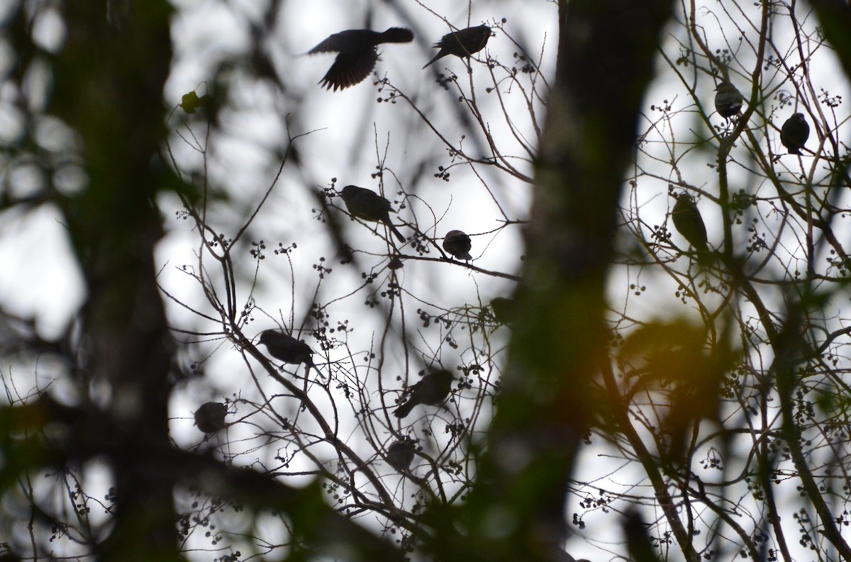 Rusty Blackbird - ML22857931