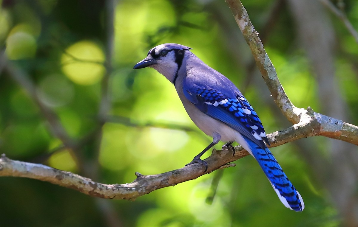 Blue Jay - ML228579411