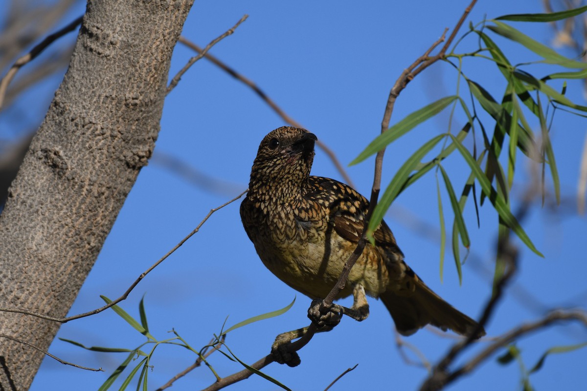 Western Bowerbird - ML228579421