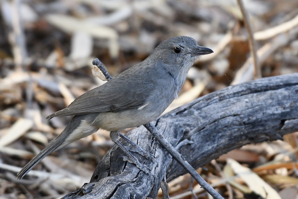 Gray Shrikethrush - ML228579451