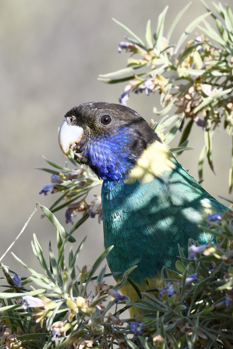 Perico de Port Lincoln - ML228579511