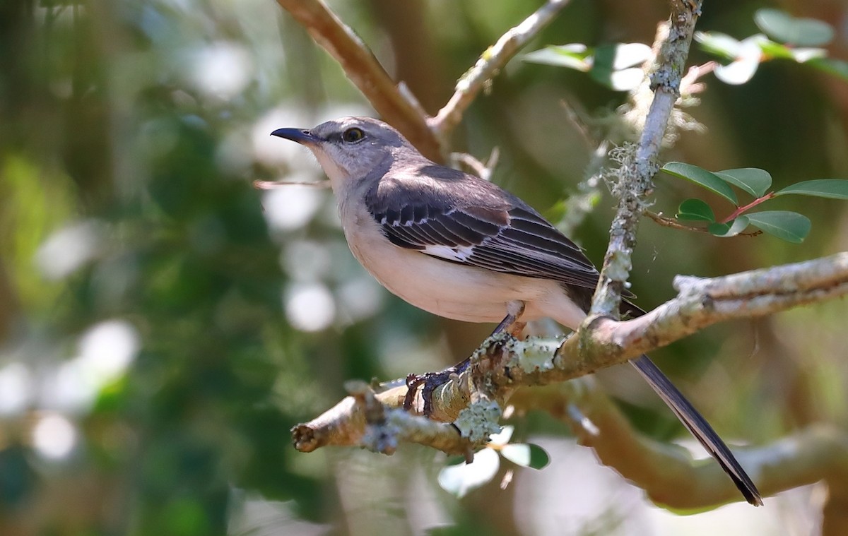 Northern Mockingbird - ML228579711