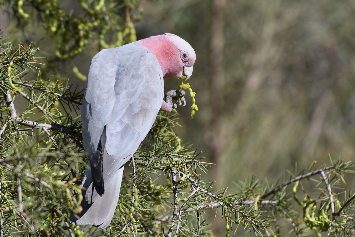 Cacatúa Galah - ML228579771