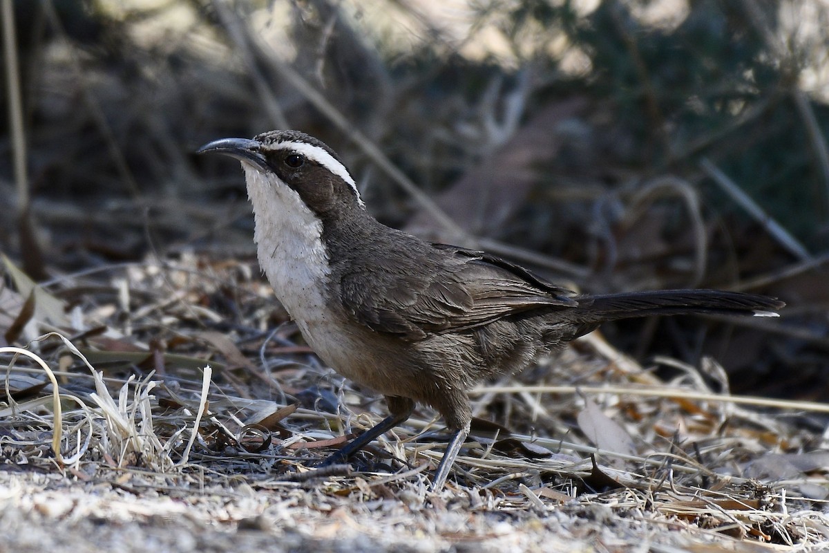 White-browed Babbler - ML228579831