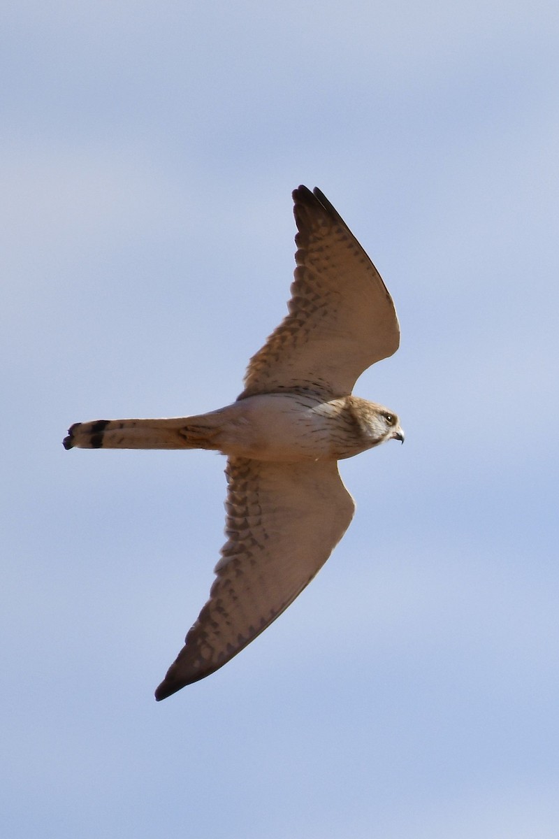 Nankeen Kestrel - ML228580151