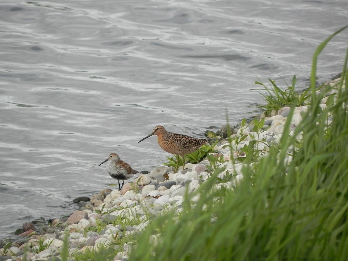 Short-billed Dowitcher - Rob Emelander