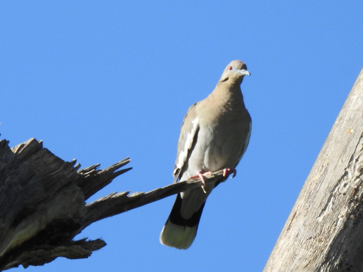 White-winged Dove - Kelly Wright