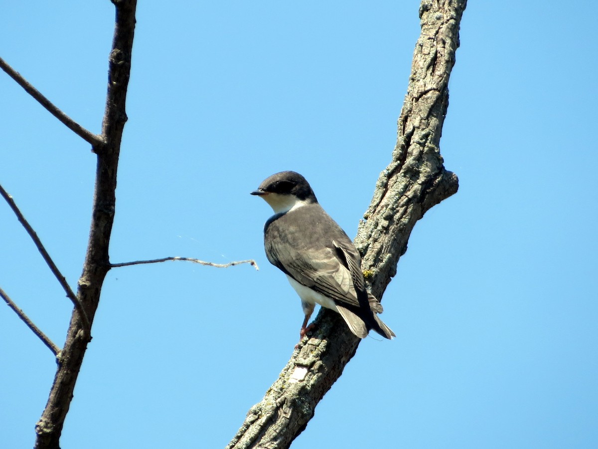 Tree Swallow - ML22858211