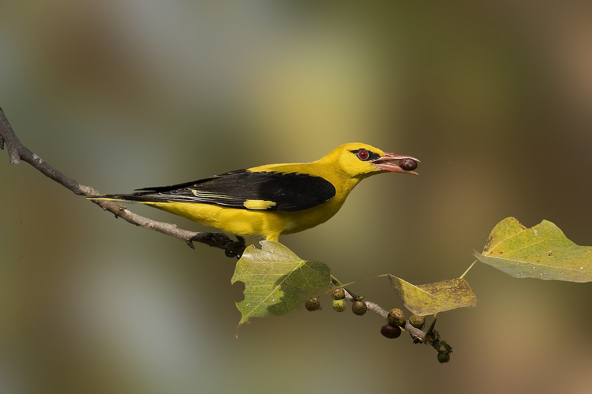 Indian Golden Oriole - praveen Rao koli