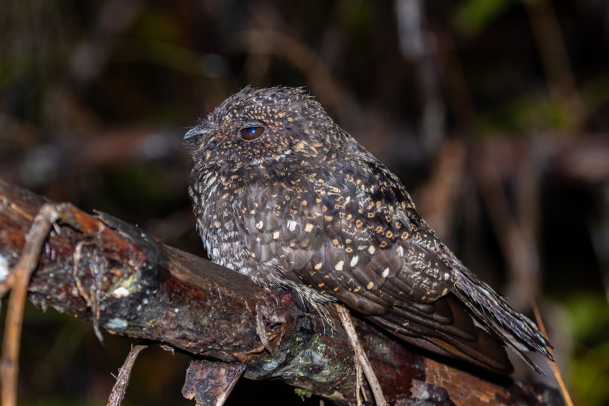 Roraiman Nightjar - Jhonathan Miranda - Wandering Venezuela Birding Expeditions