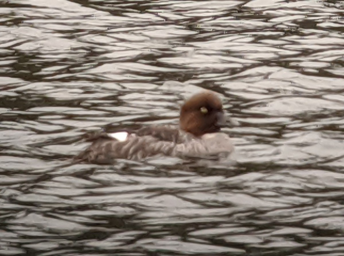 Common Goldeneye - ML228584101