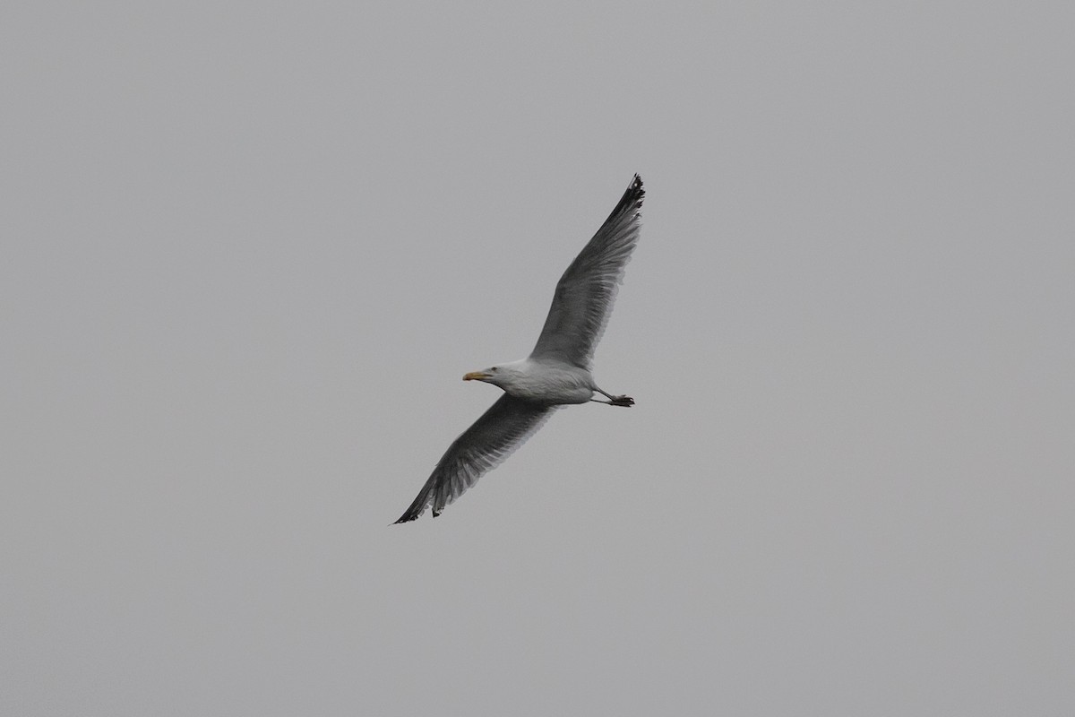 Herring Gull - ML228584141