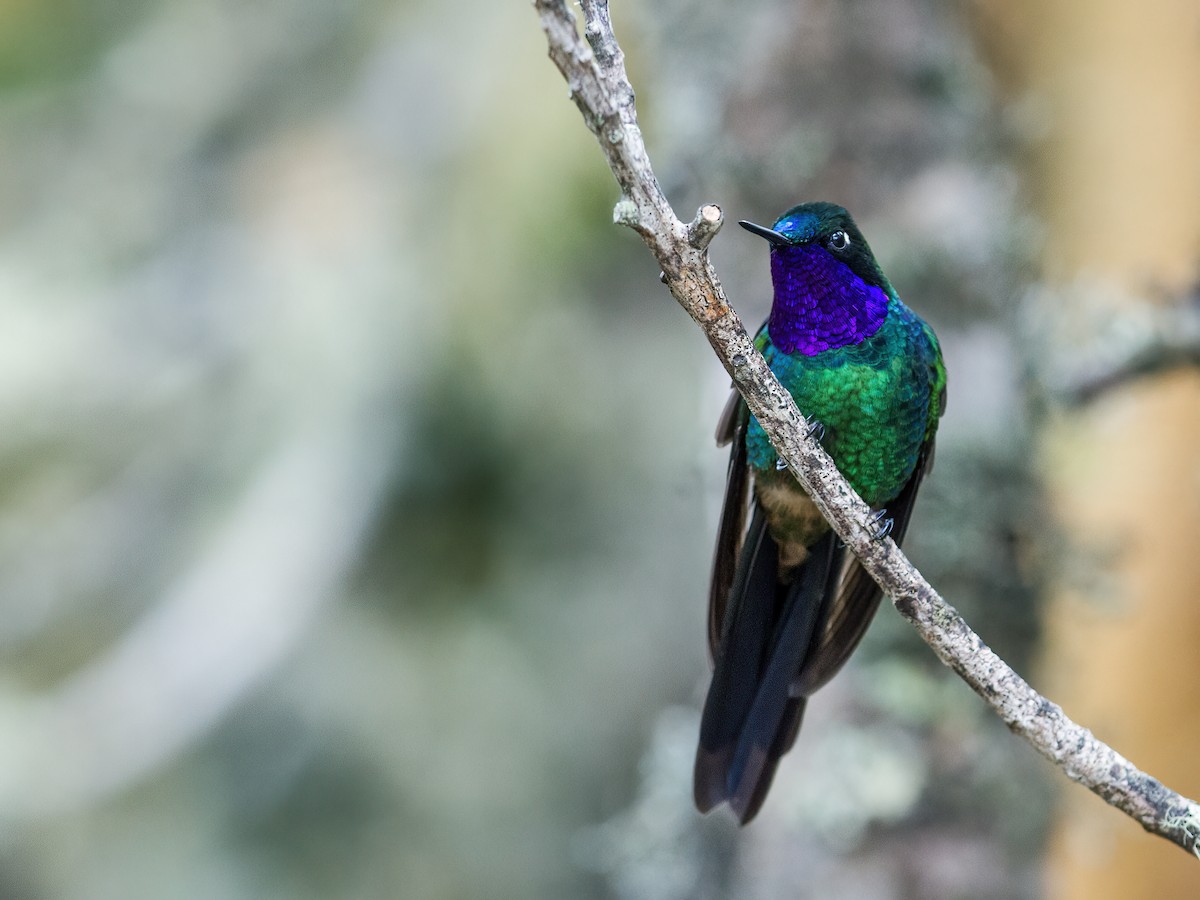 Purple-throated Sunangel (Brilliant) - ML228584411