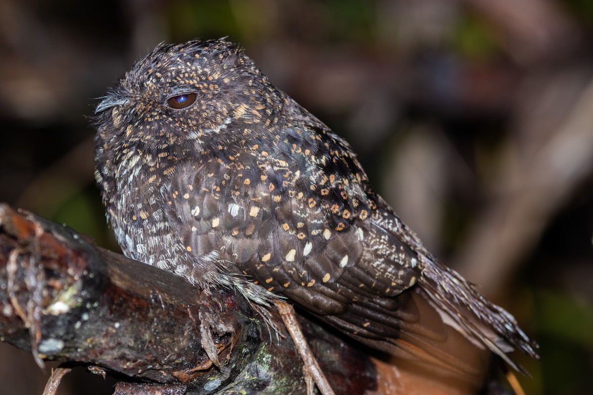 Roraiman Nightjar - Jhonathan Miranda - Wandering Venezuela Birding Expeditions