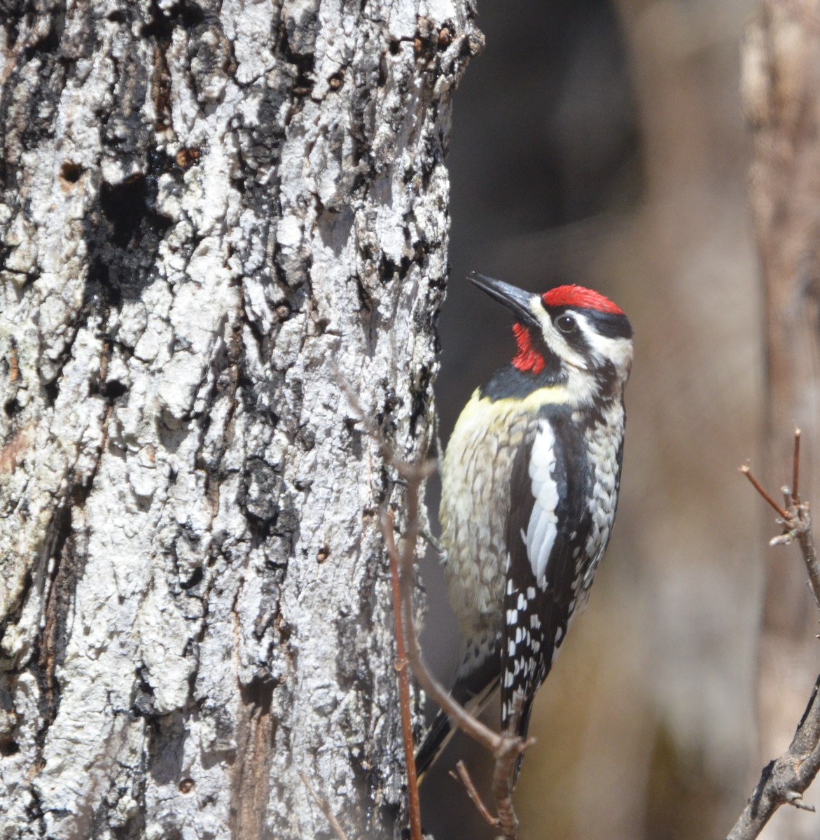 Yellow-bellied Sapsucker - ML228584621