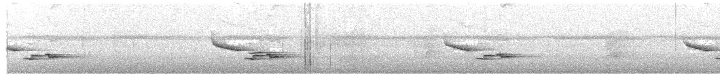 Troglodyte à poitrine blanche - ML228584991