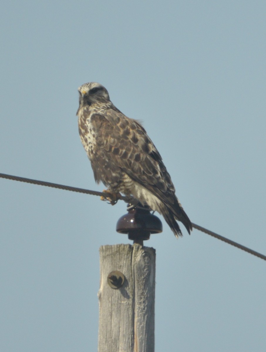 Rough-legged Hawk - ML228586801