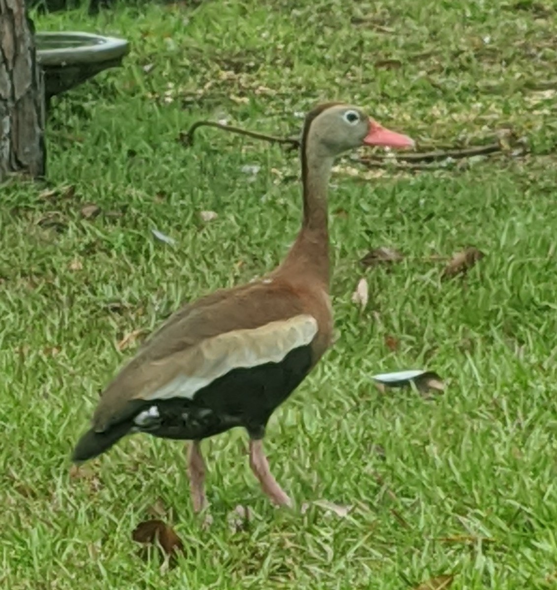 Black-bellied Whistling-Duck - ML228587561