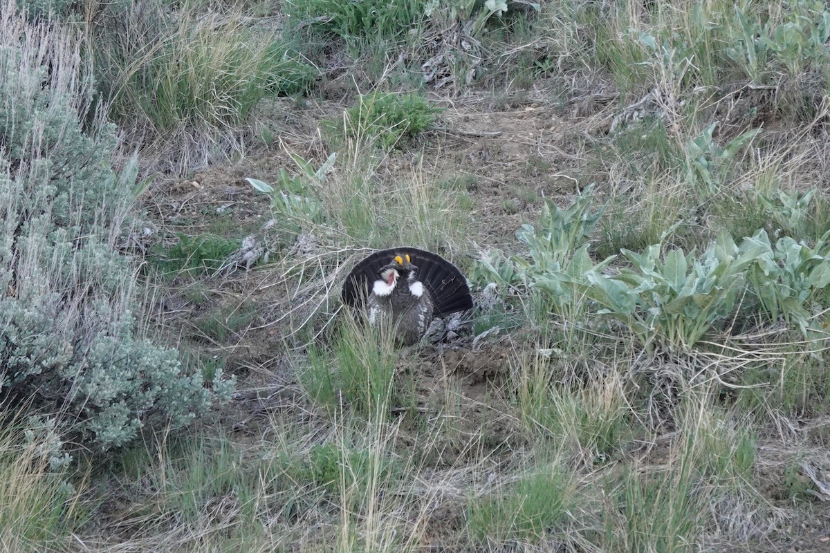 Dusky Grouse - Dondi Black