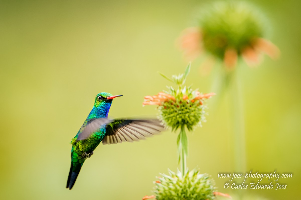 kolibřík lesklobřichý - ML22858791