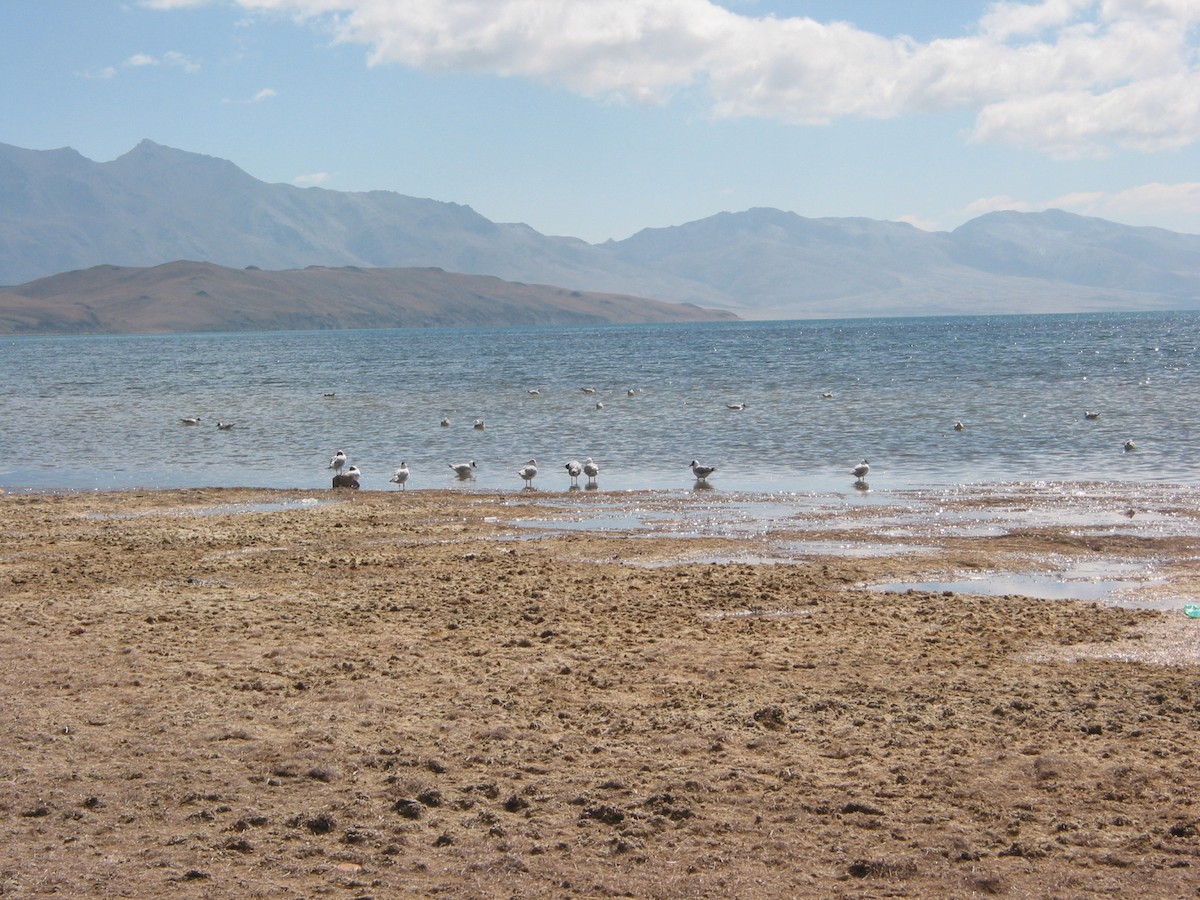 Brown-headed Gull - ML228589101