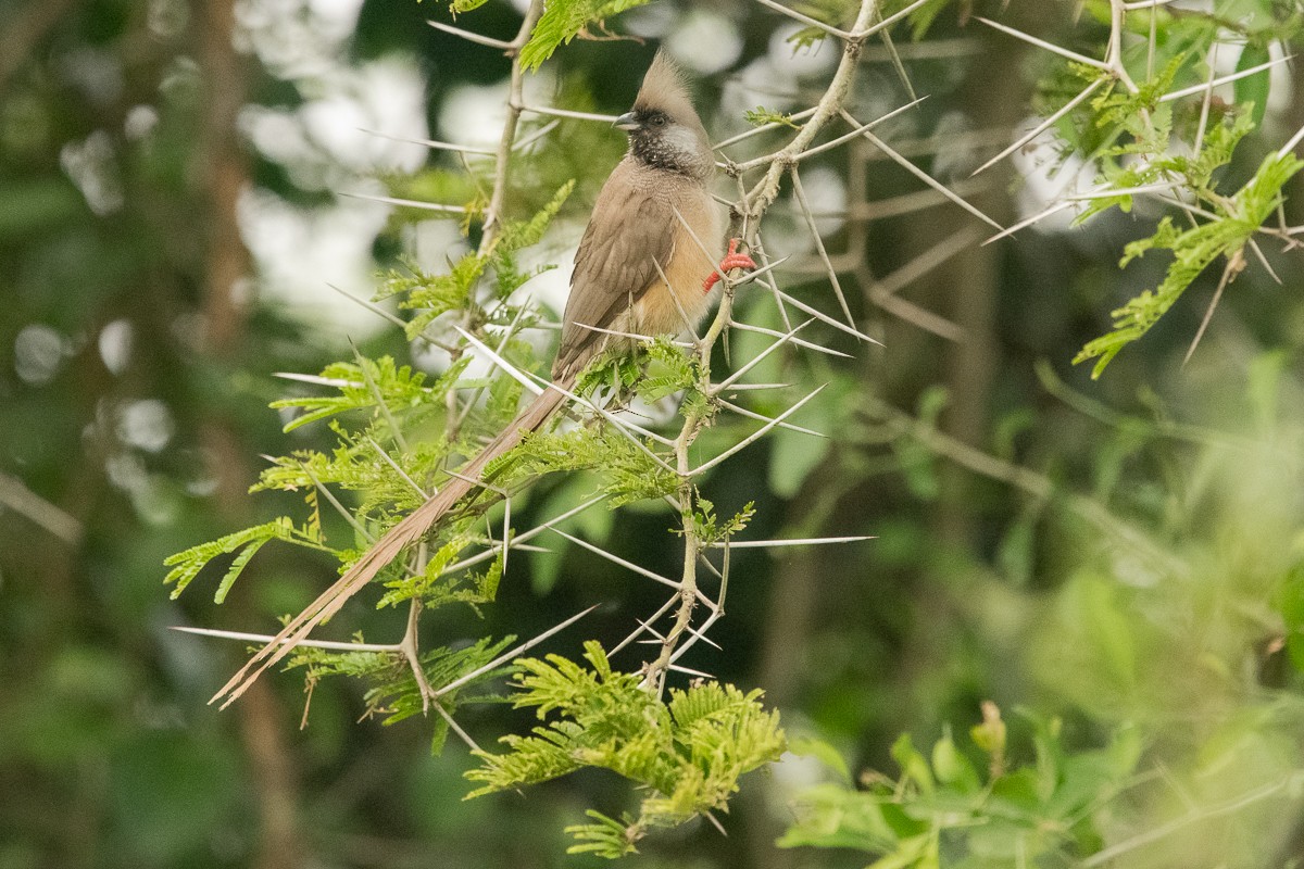 Speckled Mousebird - Frédéric Bacuez