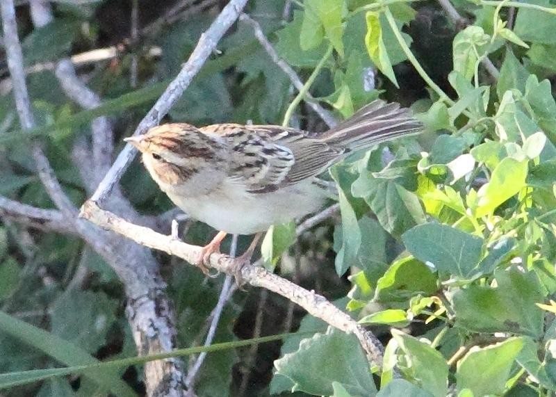 Clay-colored Sparrow - ML22859101