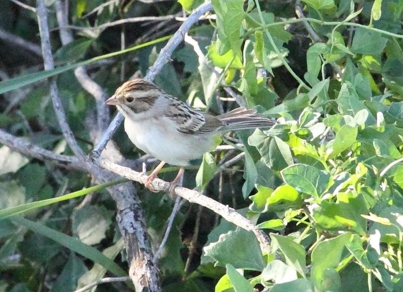 Clay-colored Sparrow - ML22859111