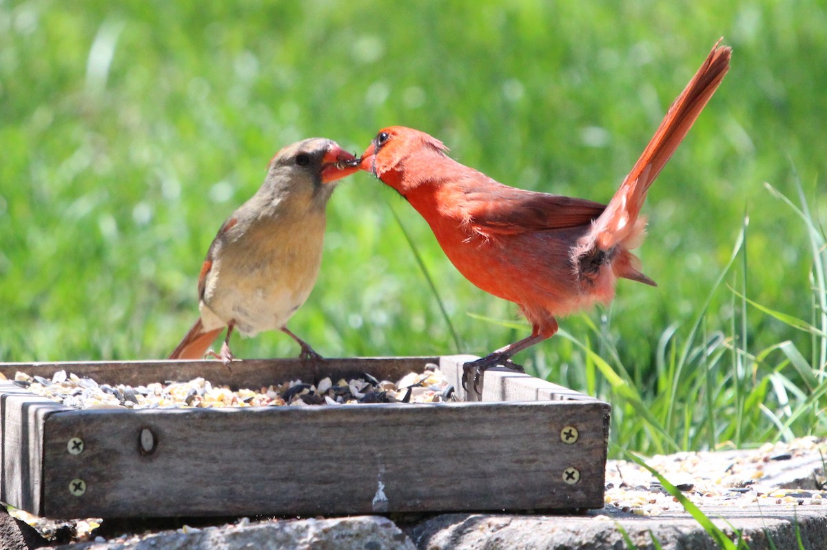 Northern Cardinal - Charlotte Croshaw