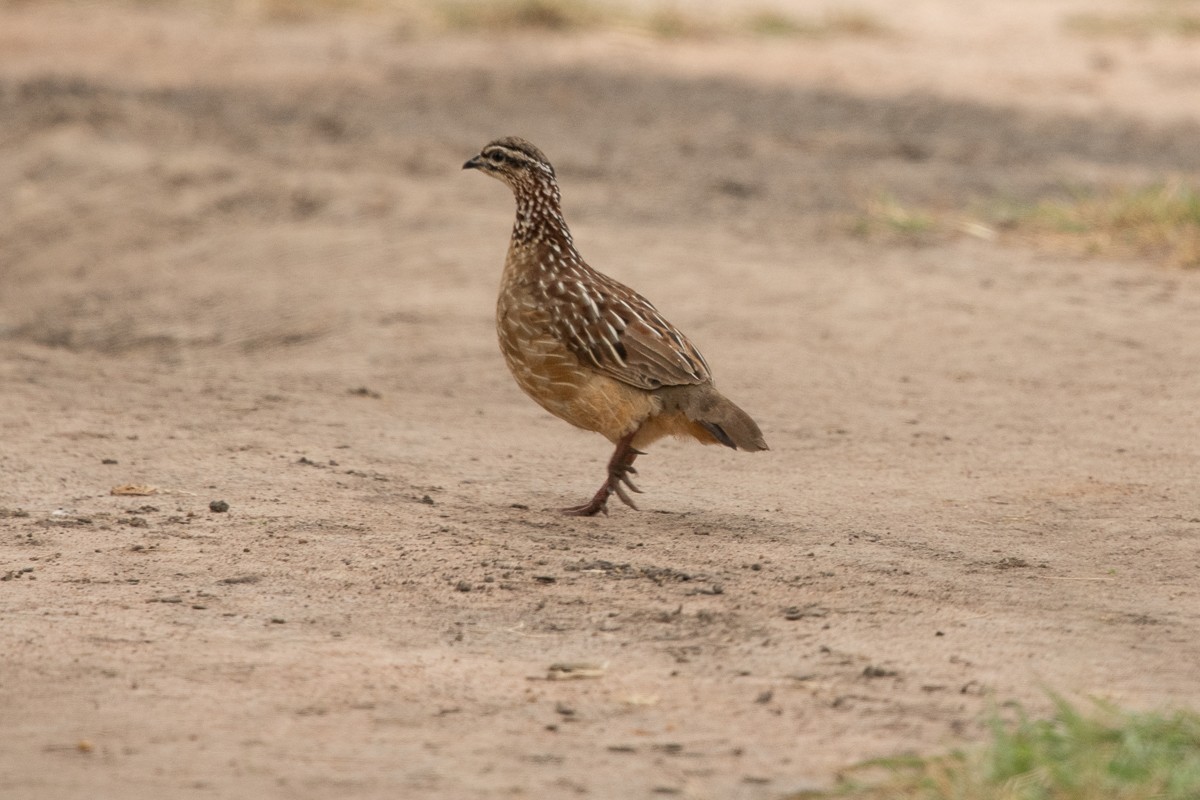 Crested Francolin (Crested) - ML228591331