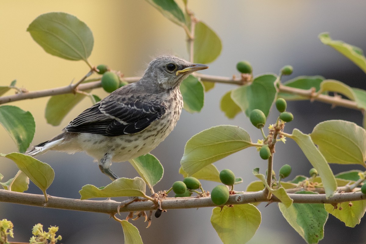 Tropical Mockingbird - ML228592141