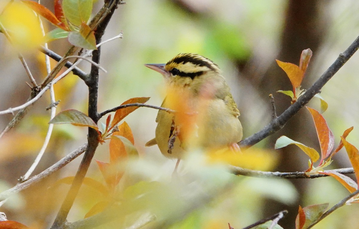 Worm-eating Warbler - Gale VerHague