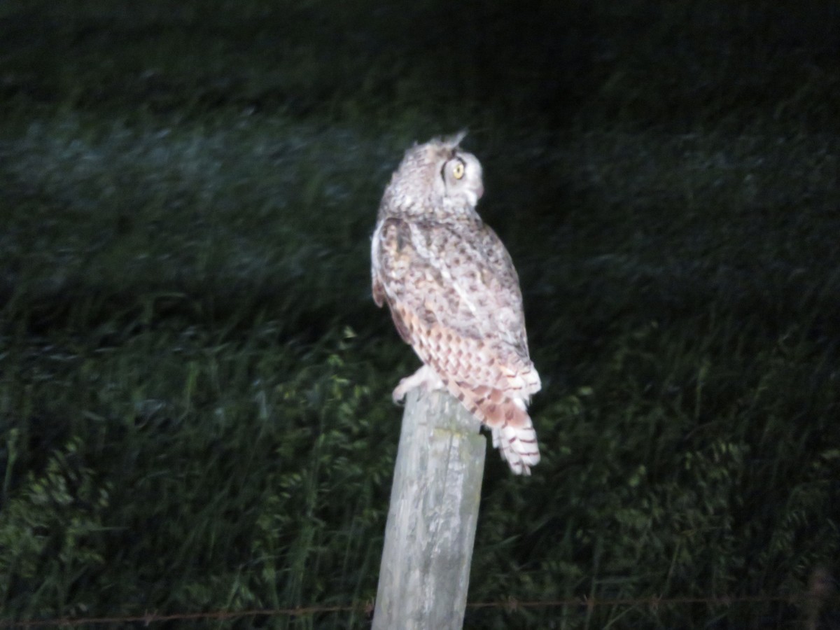 Great Horned Owl - ML228594281