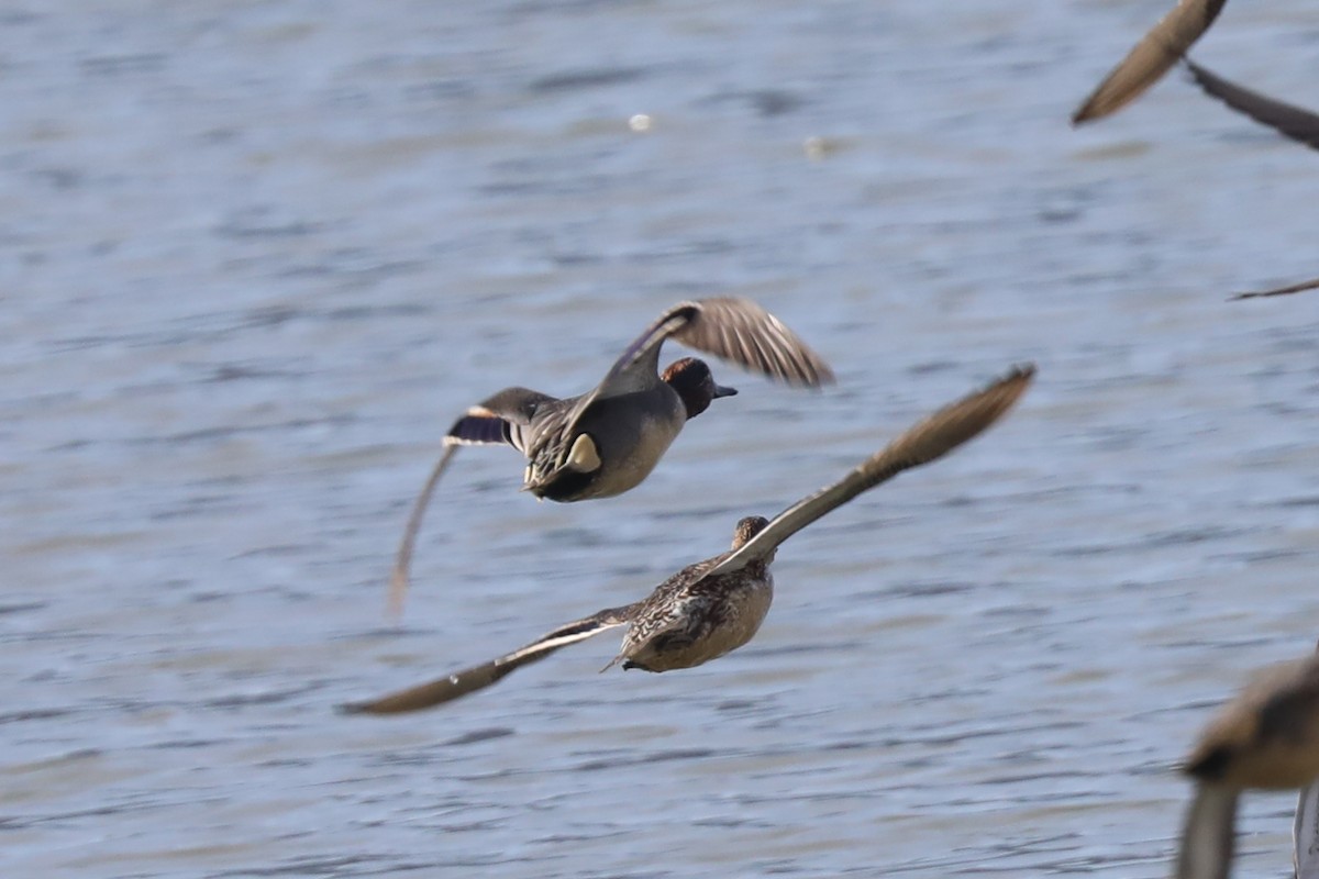 Green-winged Teal - ML228594551