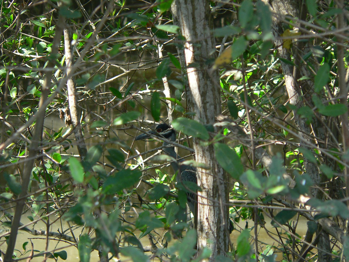 Yellow-crowned Night Heron - Randall Siebert