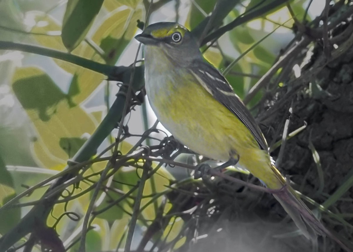 White-eyed Vireo - Frances Meyerson