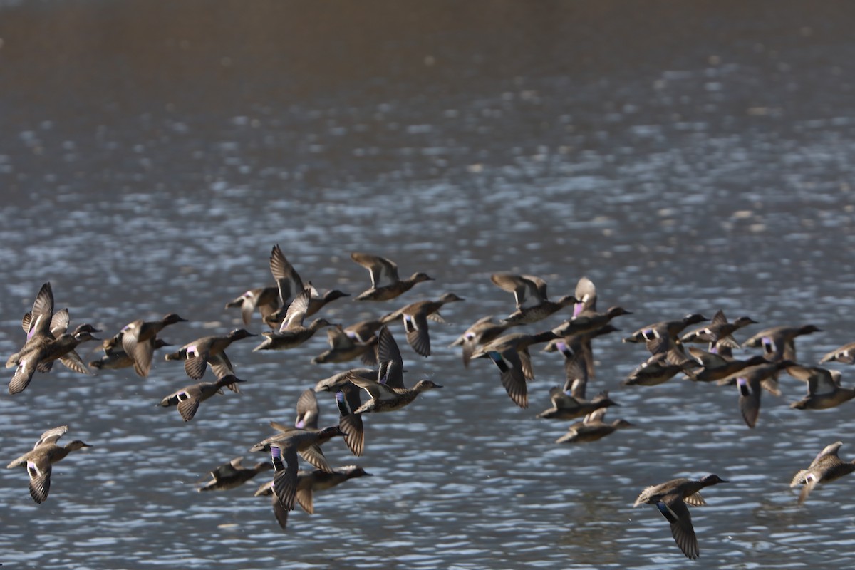 Green-winged Teal - ML228596301