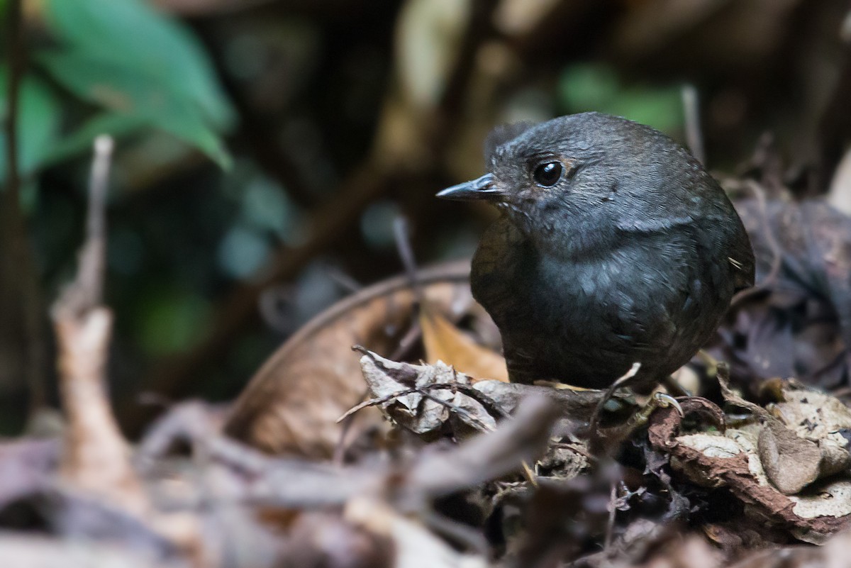 Merida Tapaculo - ML228599611