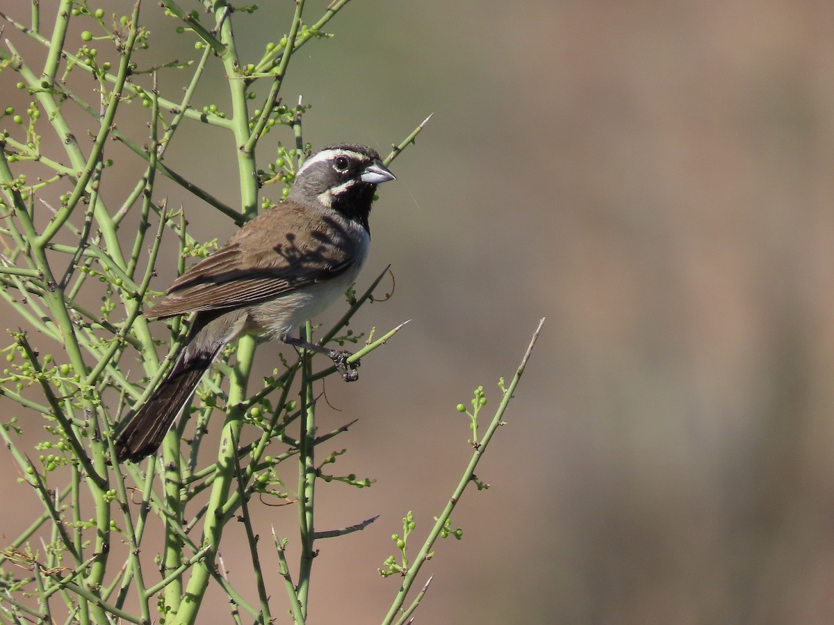 Black-throated Sparrow - ML228600461