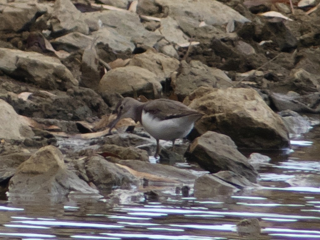 Common Sandpiper - Tommaso Renzulli