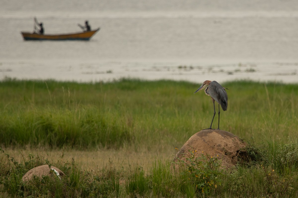 Goliath Heron - Frédéric Bacuez